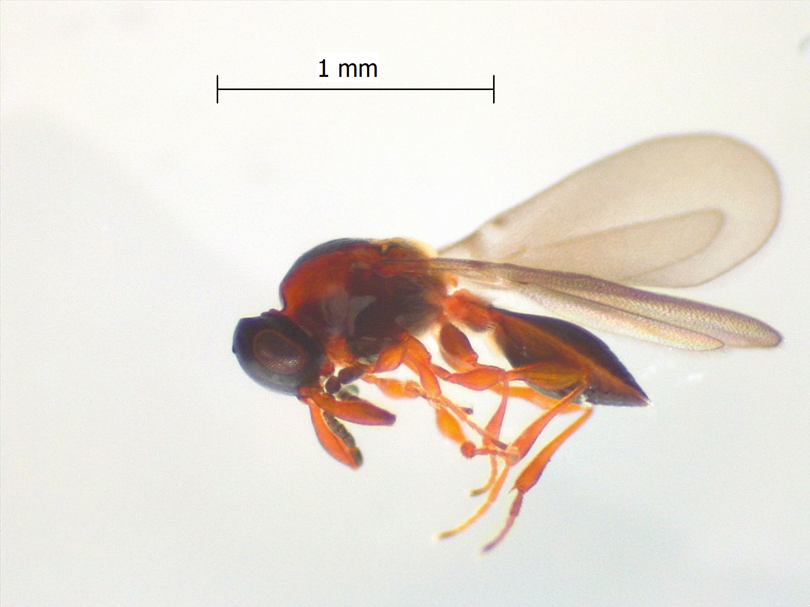 Zelostemma spp.
